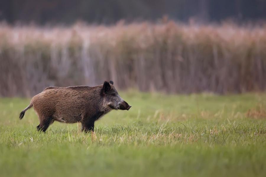 
	Un cinghiale in libert&agrave; (foto d'archivio)

