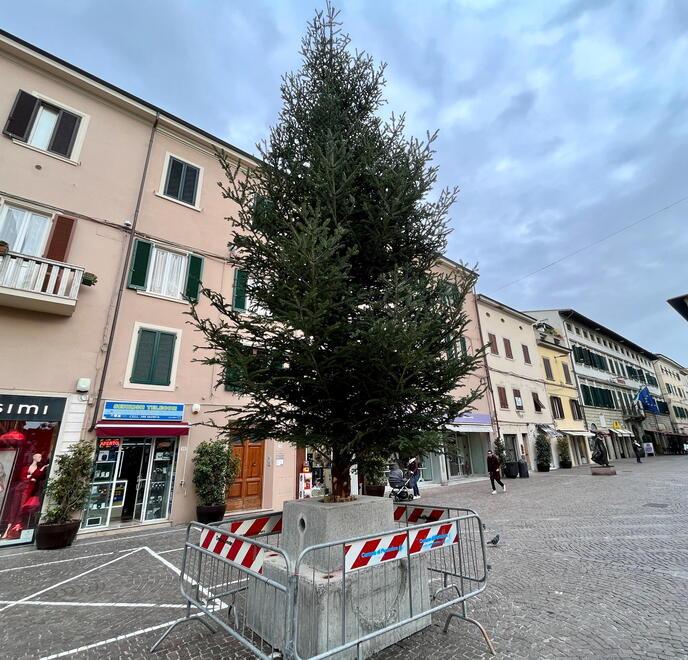 
	L'albero di Natale in corso Matteotti in fase di allestimento (Foto di Franco Silvi)

