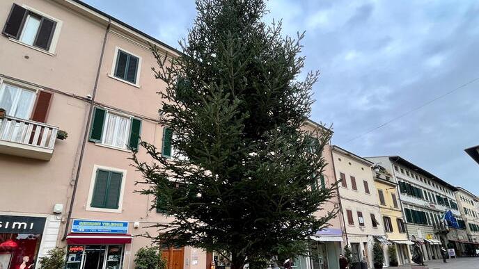 
	L&#39;albero di Natale in corso Matteotti in fase di allestimento (Foto di Franco Silvi)


