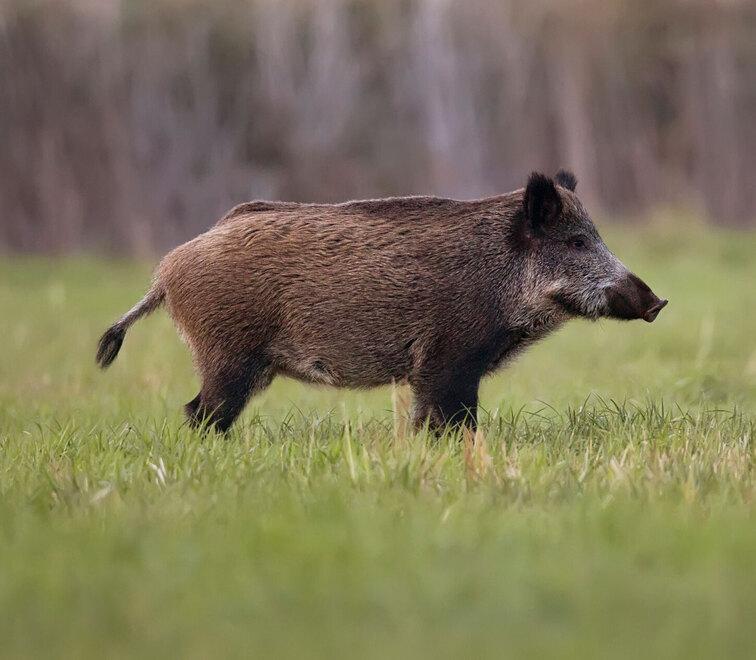 Cinghiale in un campo (Foto d’archivio)