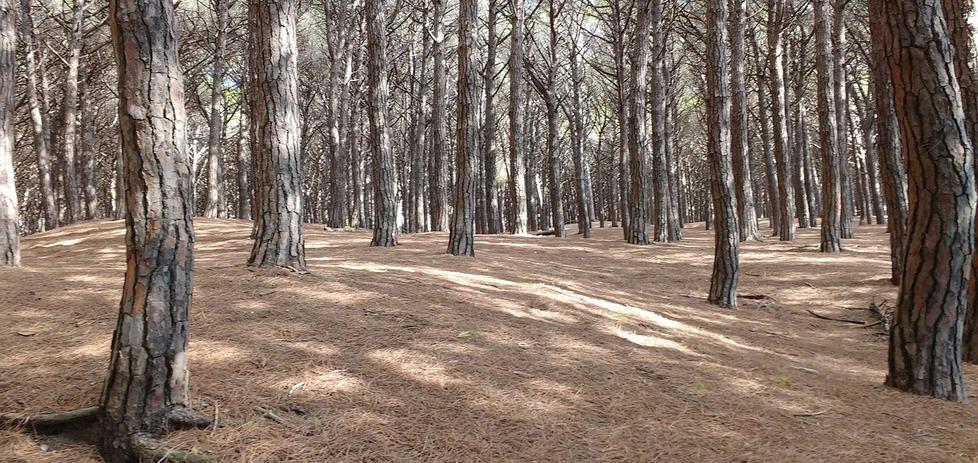 Cecina, la pineta del Tombolo si amplia di altri 25 ettari