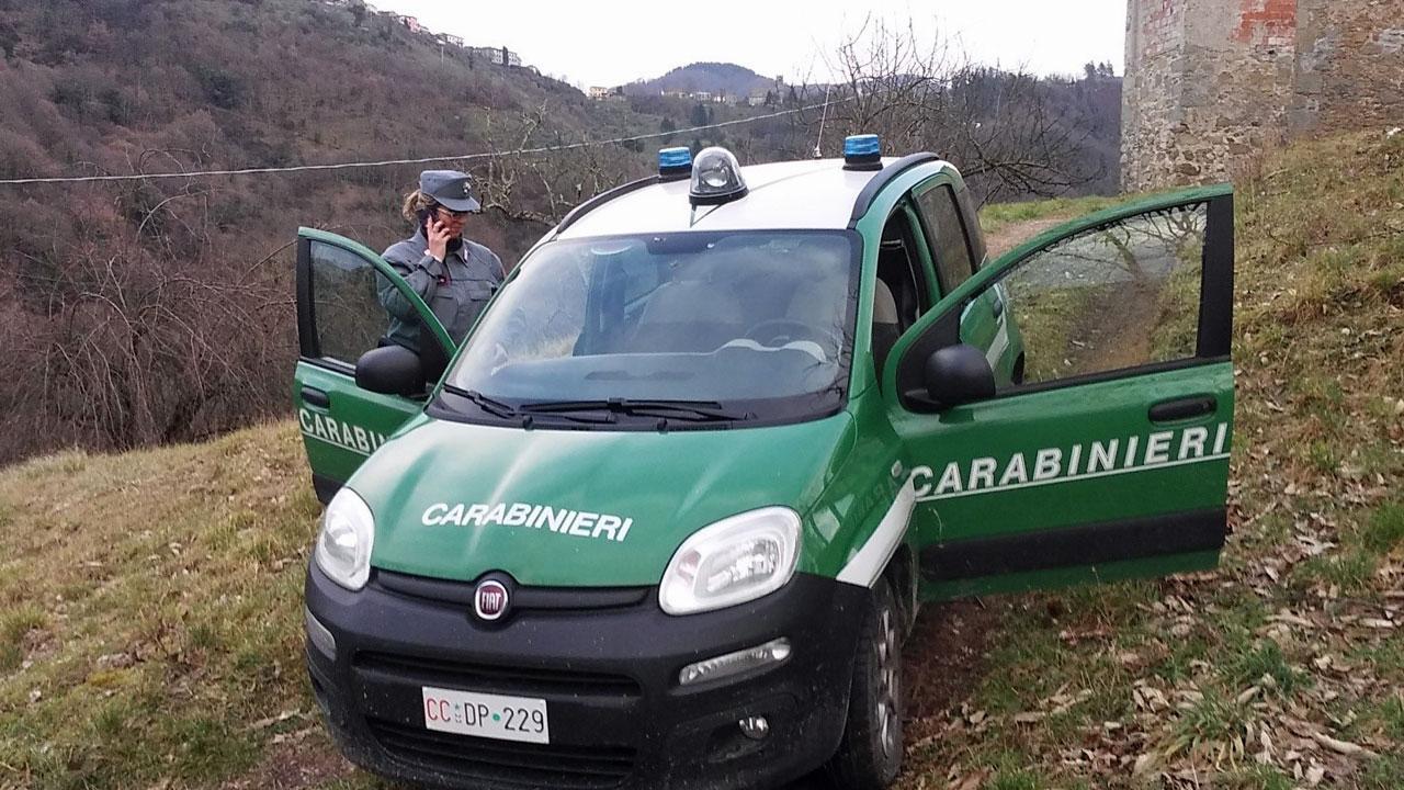 Cinghiali, sempre più emergenza. «Scendono a valle per mangiare»