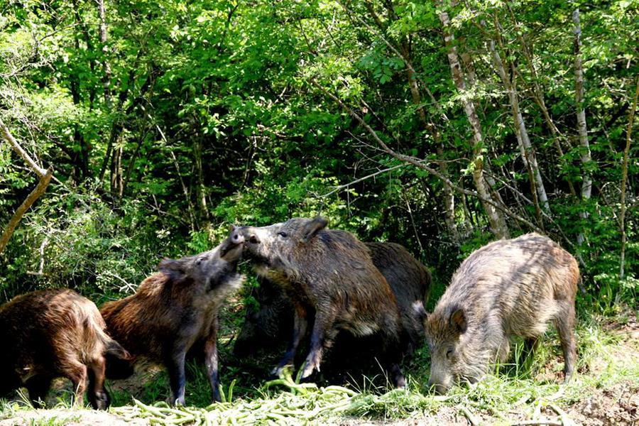 
	La Regione autorizza la cattura dei cinghiali all'Isola d'Elba&nbsp;


