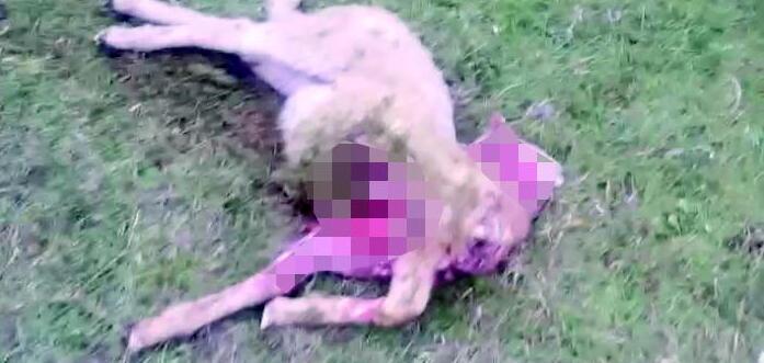 Assalto in un'azienda agricola di Roccalbegna: «Sbranati dai predatori nove agnelli e 13 pecore» 