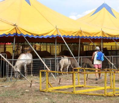 Certaldo, proteste contro il circo con gli animali. L’assessore «Ma per legge non si può vietare»