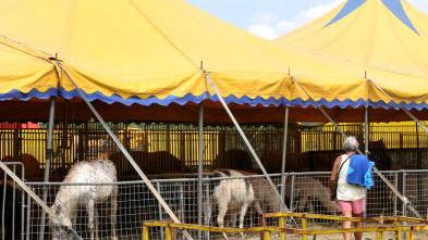 Certaldo, proteste contro il circo con gli animali. L’assessore «Ma per legge non si può vietare»