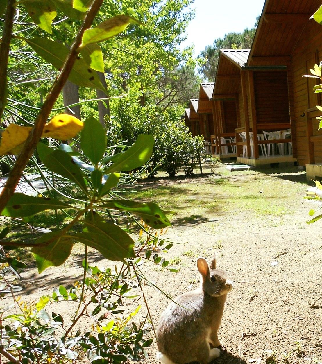 Annullate le sanzioni ai camping per l’estate del covid 