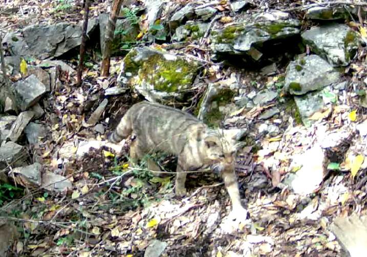 L'immagine scattata dalle fototrappole piazzate in zona Montorsi: si notano bene gli anelli neri sulla coda più tozza