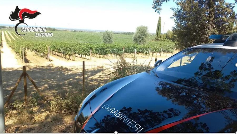 «Se non pagate, vi brucio il vigneto di Sassicaia», l’estorsore preso con un sito esca