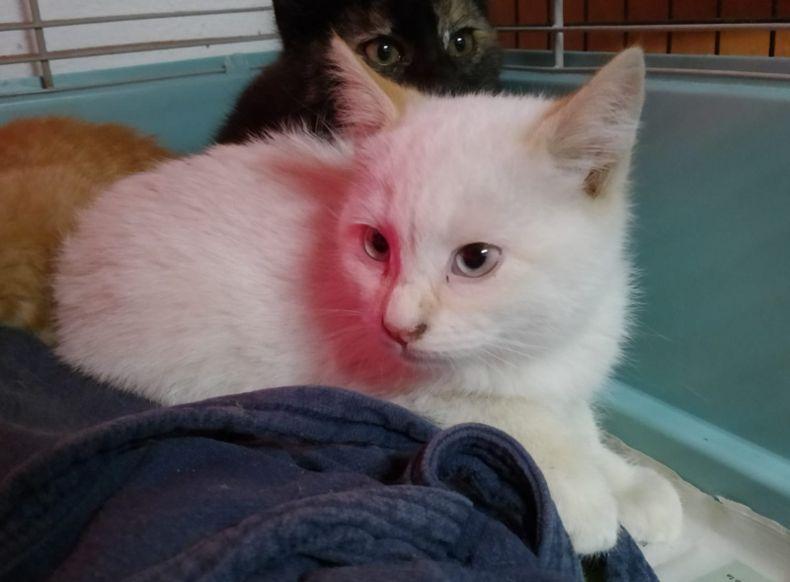 Gattina di pochi mesi in cerca di famiglia