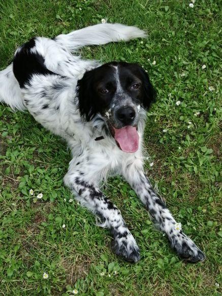 Cane di tre anni che ama giocare