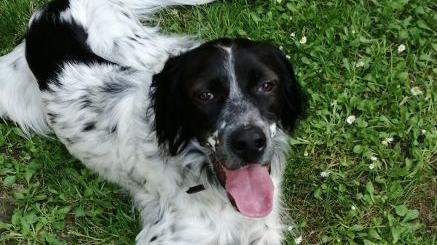 Cane di tre anni che ama giocare