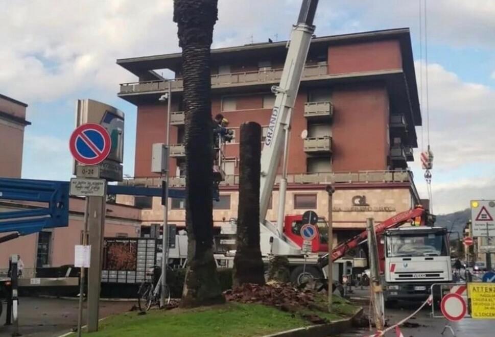 Montecatini, abbattute le palme morte: al loro posto il nuovo giardino