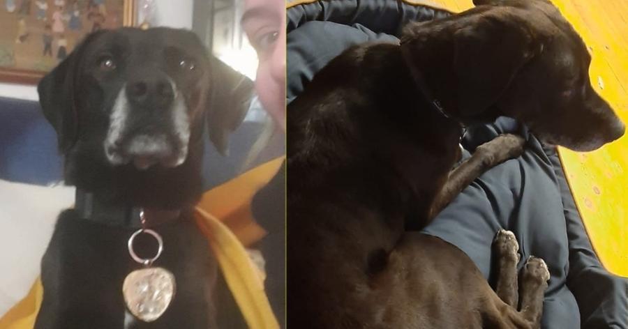 Disperato appello per il cagnolino smarrito