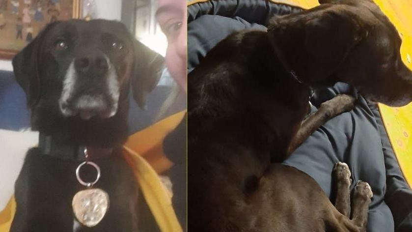 Disperato appello per il cagnolino smarrito