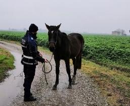 Ferrara, segnalano cavalli in libertà: la Polizia locale li ritrova