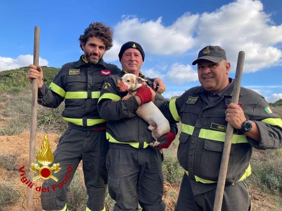 Rimane incastrato in una trincea in campagna a Is Arenas: cucciolo di cane salvato dai vigili del fuoco di Oristano