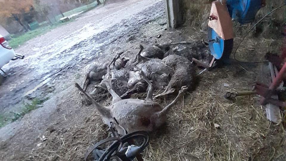Cinque pecore uccise, c’è l’ipotesi del lupo. L’appello dell’imprenditore: «Così la nostra attività rischia di chiudere»