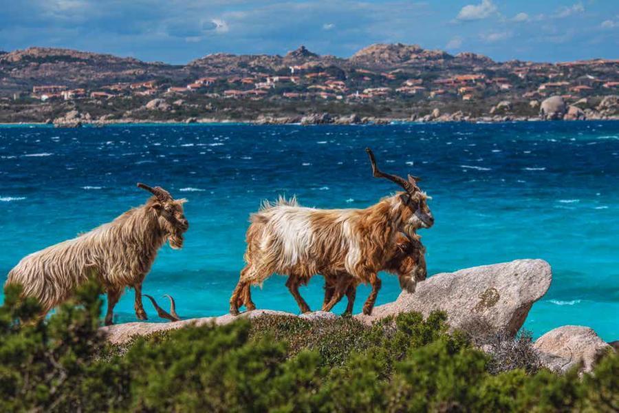 
	Caprera, in una foto di Marcello Chiodino, usata per il mese di aprile


