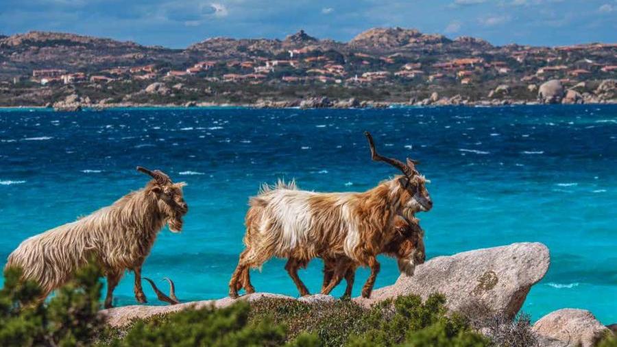 Caprera, in una foto di Marcello Chiodino, usata per il mese di aprile