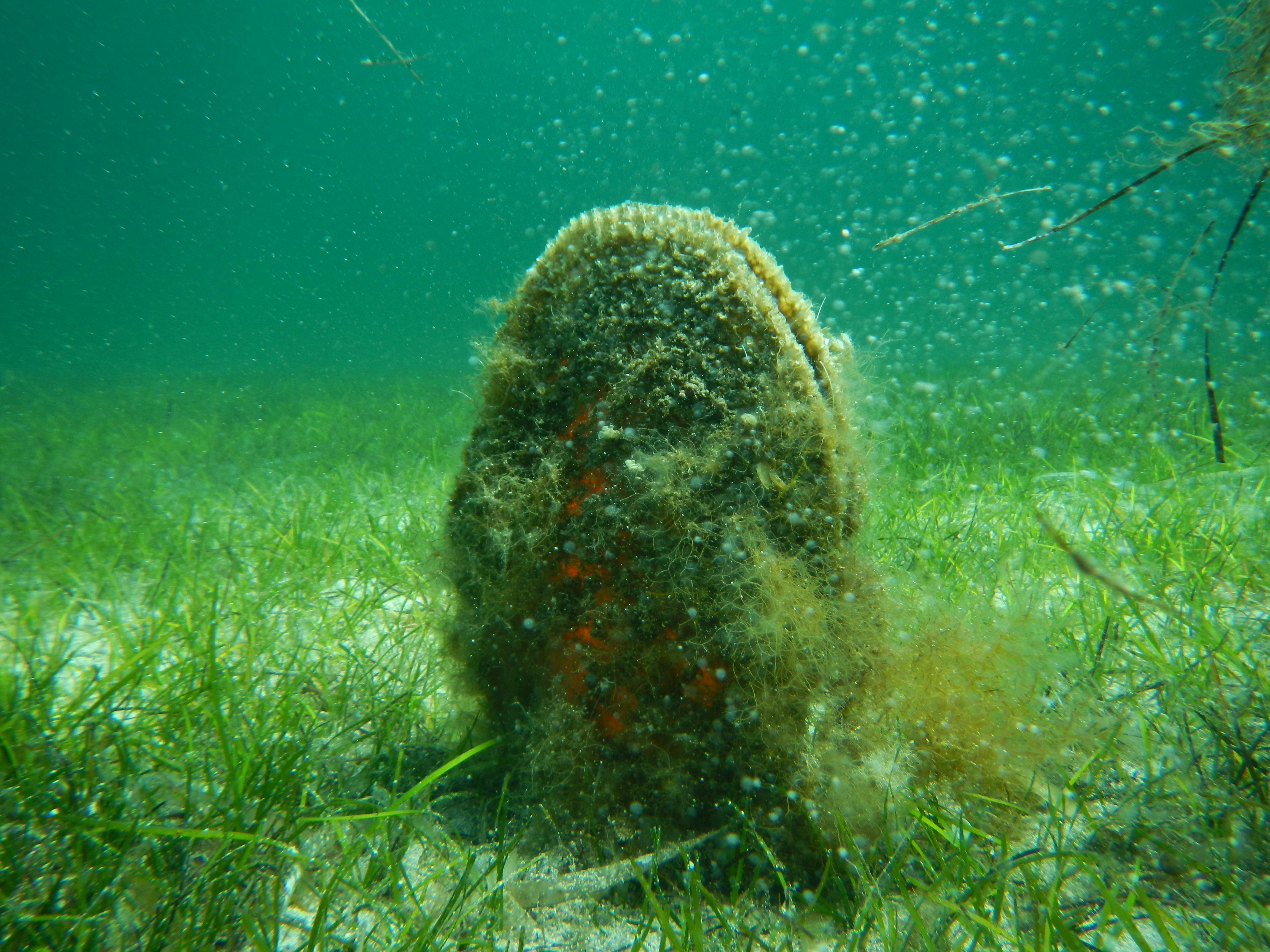 Nelle acque del parco dell’Asinara può rinascere la “Pinna nobilis”