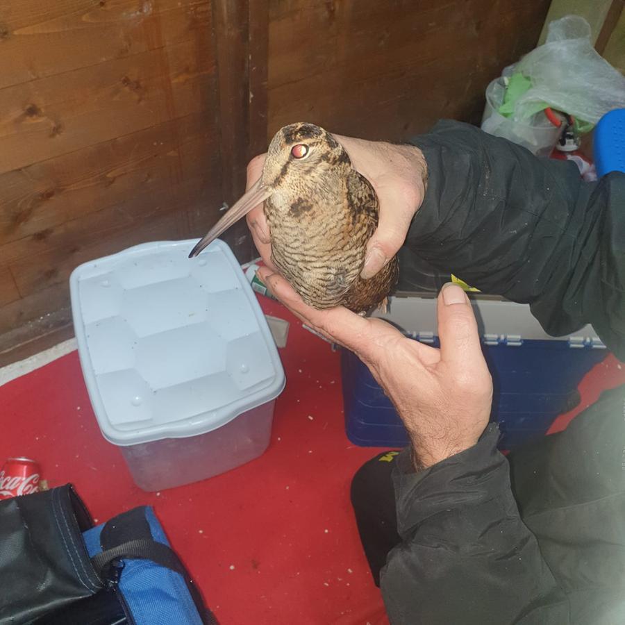 Beccaccia ferita salvata da un passante e dai volontari di Anpana