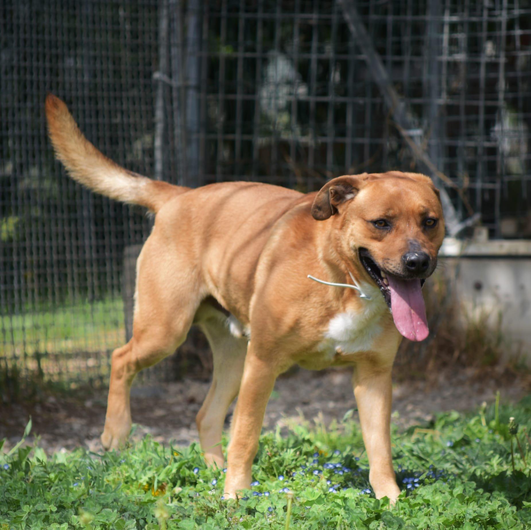 Vigoroso e vivace. Sì a un giardino