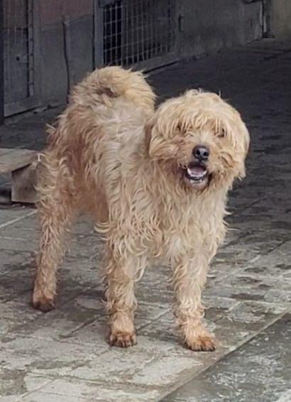 Affettuoso, taglia XL, un po’ diffidente