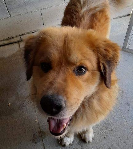 Ha bisogno di fidarsi ed è molto coccolone