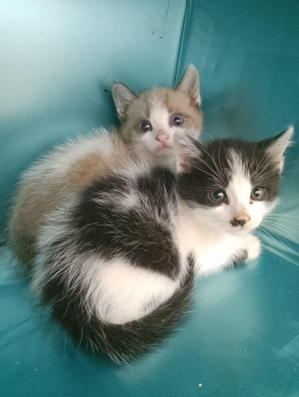 Una casa per le colonie feline: il progetto al via in Val d’Enza