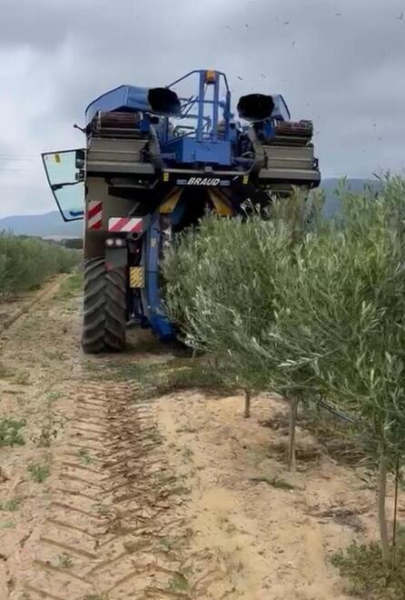 Nella foto la scavallatrice utilizzata in olivicoltura superintensiva