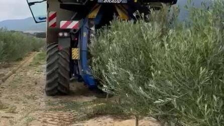 Nella foto la scavallatrice utilizzata in olivicoltura superintensiva