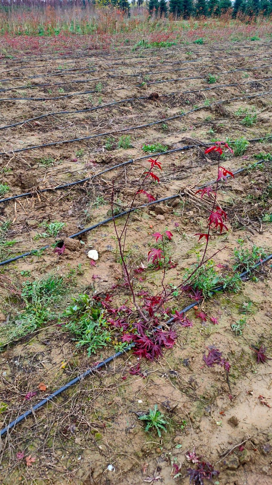 Rubati 2.500 aceri a fogli rossa in due vivai della Piana