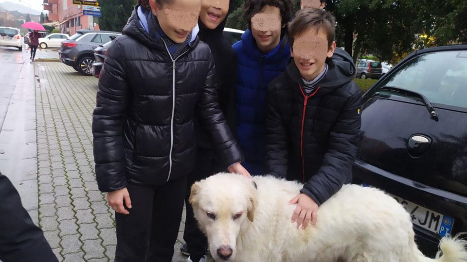 Un cane cade in un torrente, lo salvano i ragazzi delle medie. Una prof: «Mi si è aperto il cuore»