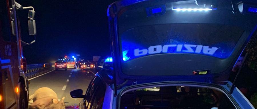 Auto contro animali, due incidenti vicino a Ghilarza: traffico paralizzato sulla 131 dcn