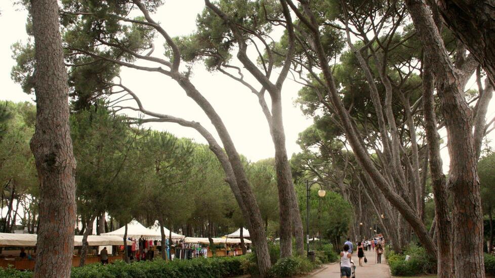 Pineta Marradi, il Comune stanzia i primi 500mila euro