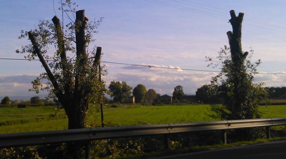 «Tanti gli alberi abbattuti Regolamento non rispettato»