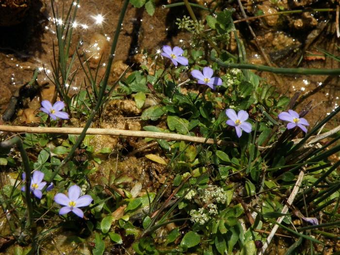 Una nuova specie vegetale individuata in Sardegna