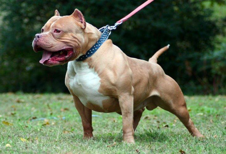 Un esemplare di pitbull