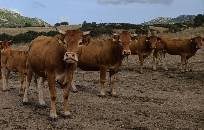 Il Ministero autorizza la movimentazione di ovini e bovini anche fuori dall’Isola