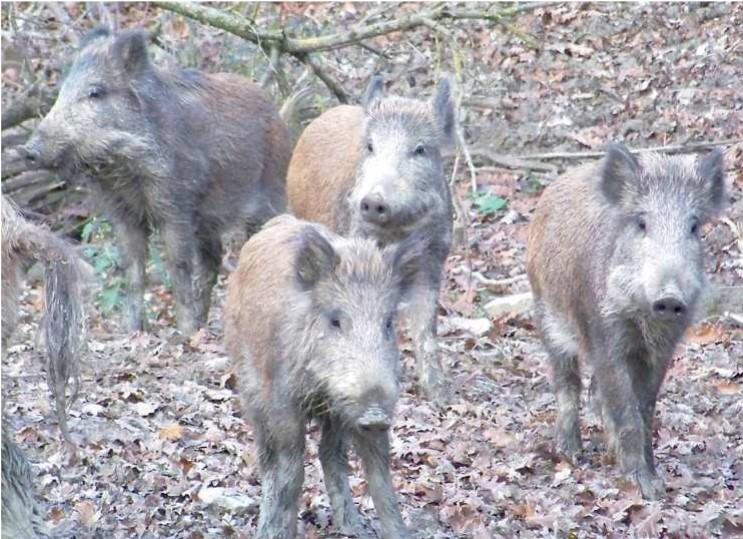 
	Un gruppo di cinghiali nel bosco

