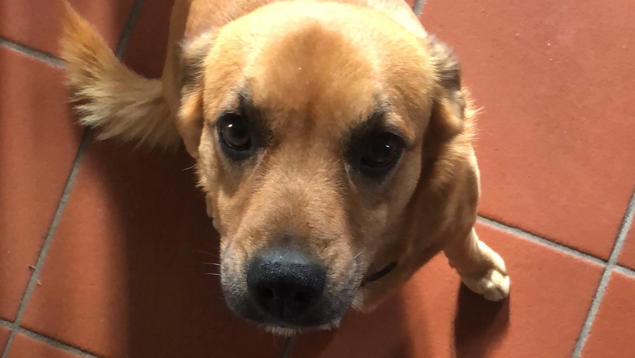 Un cane "salva" la vita: vi racconto il mio Pongo