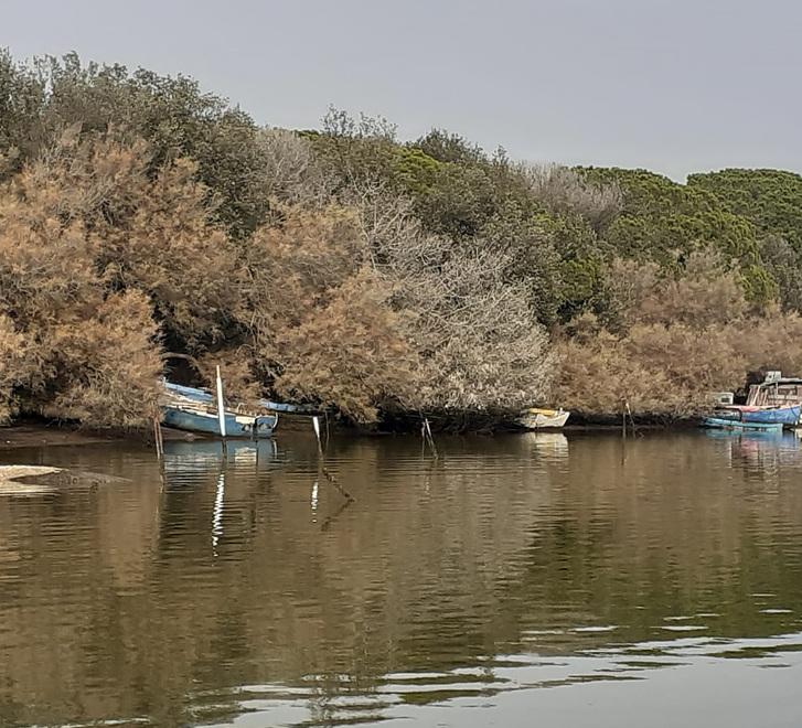 Tante barche affondate lungo l’argine a Volano, affidato il recupero