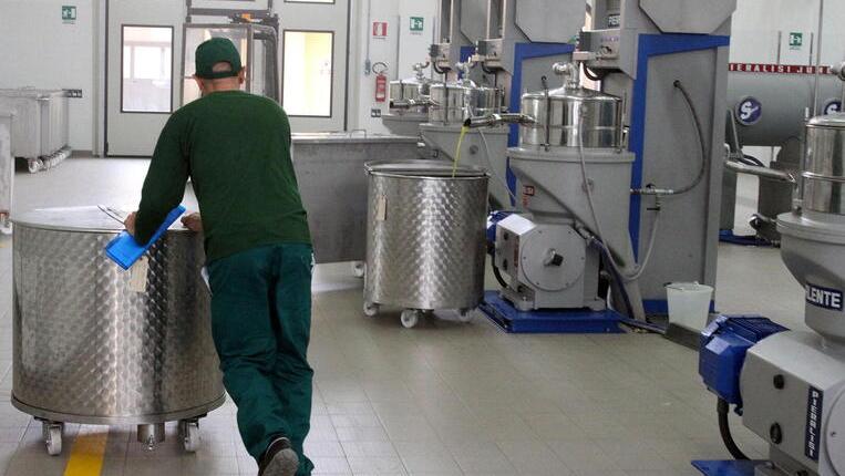 Falso olio extravergine: tra gli indagati tre dipendenti della Montalbano Agricola di Vinci