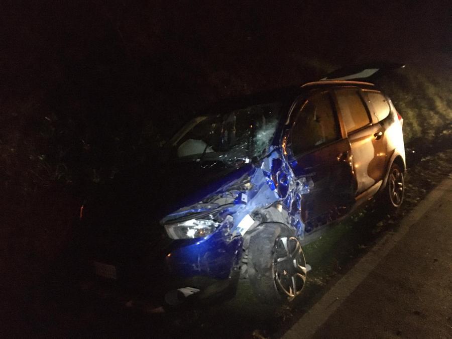 Cinghiale in strada, frontale tra due auto