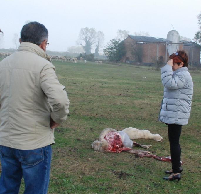 Portomaggiore, riecco i lupi: torna la paura