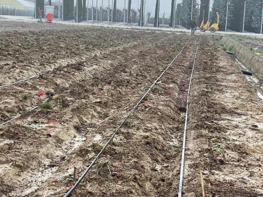 Pistoia, maxi furto di aceri in un vivaio: rubate cinquemila piantine. Come hanno agito i ladri