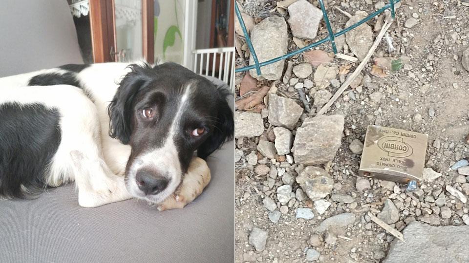 Piombino, cani ammazzati a bastonate di notte: appartenevano a cacciatori