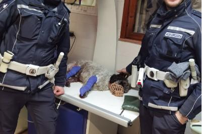 Modena. Cagnolina spaventata per i botti fugge in tangenziale e viene investita. Salvata dalla polizia locale