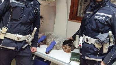 Modena. Cagnolina spaventata per i botti fugge in tangenziale e viene investita. Salvata dalla polizia locale
